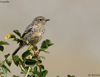 Animali 337